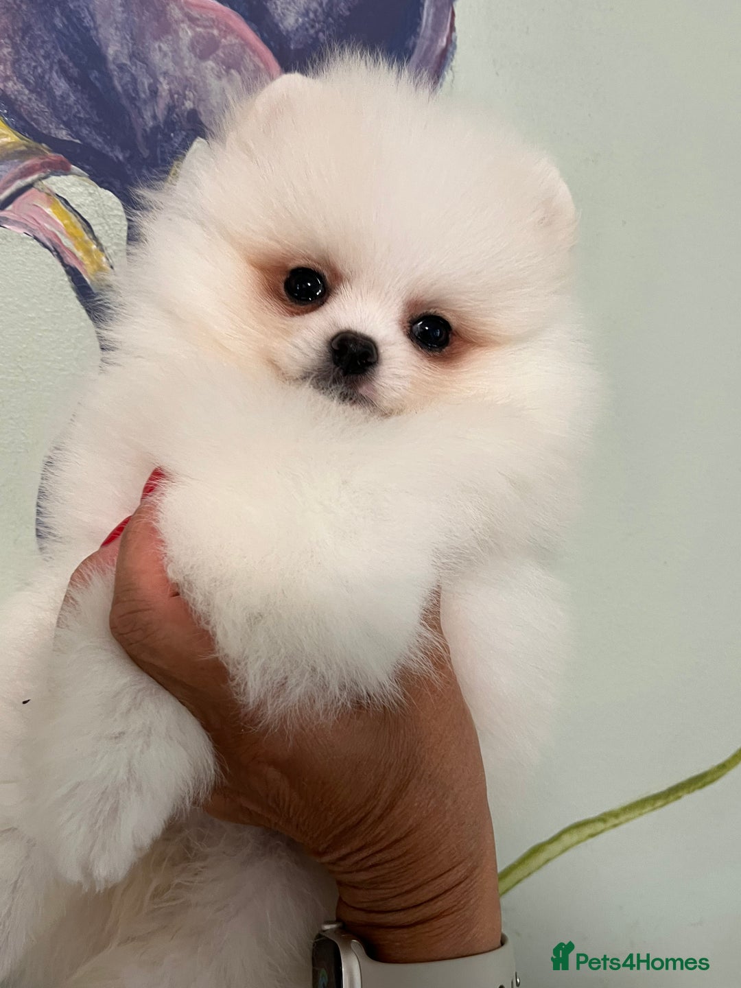 Pomeranian dogs for sale: Amazing Pom Puppies from Five Star breeder.  - Image 17