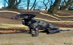Mixed Breed dogs for sale: Labrador x Patterdale Puppies - Image 13