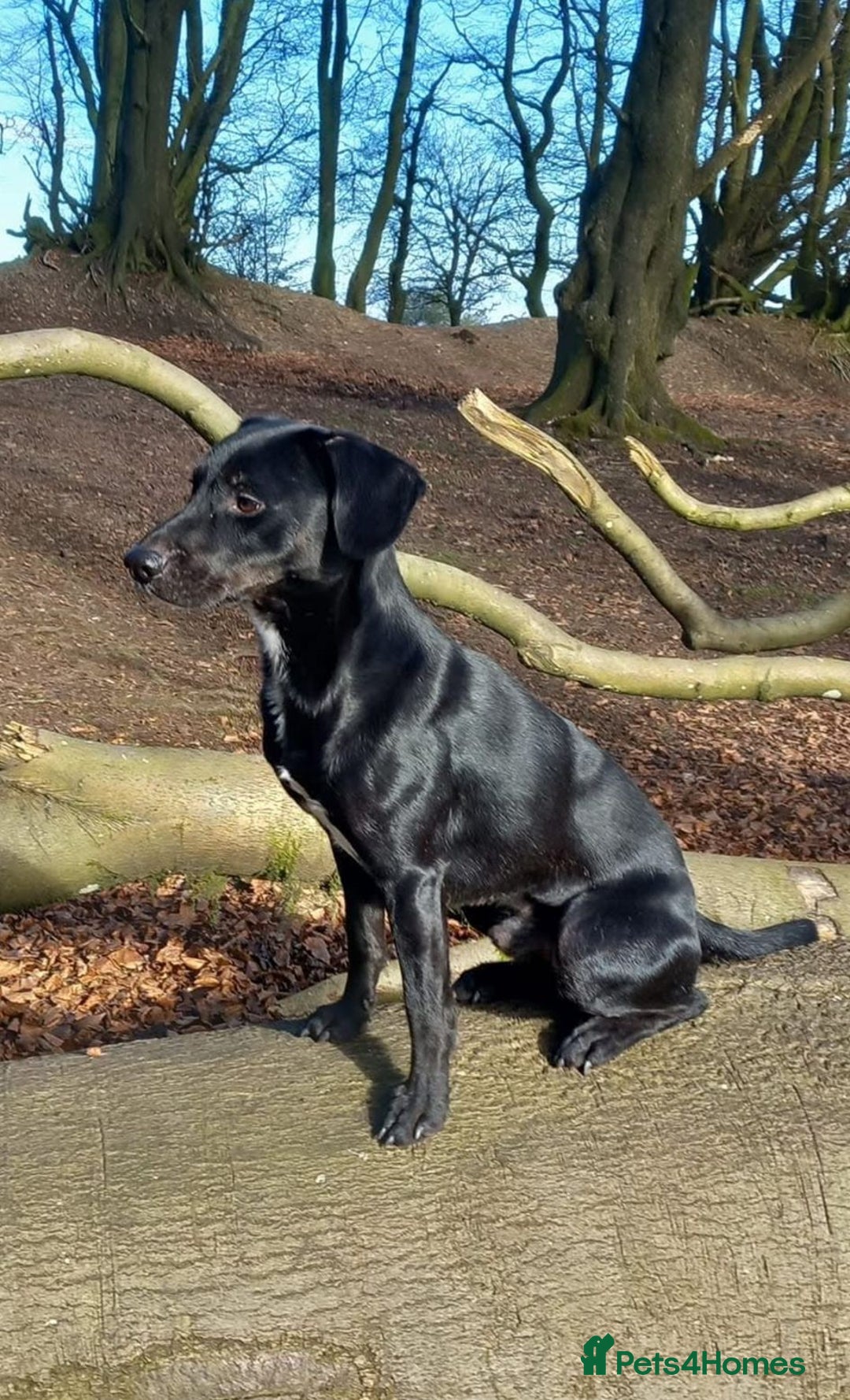 Mixed Breed dogs for sale: Labrador x Patterdale Puppies - Image 13
