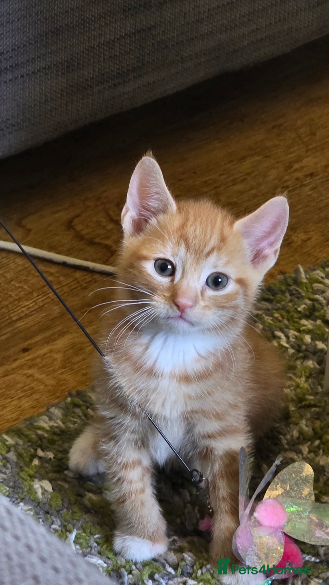 Mixed Breed cats 3 x Kittens ( 1 x Female 2 x Male) - Advert 11