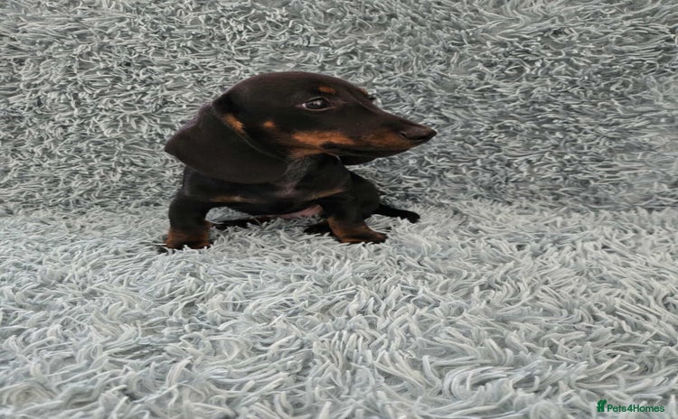 Dachshund dogs - Advert 10