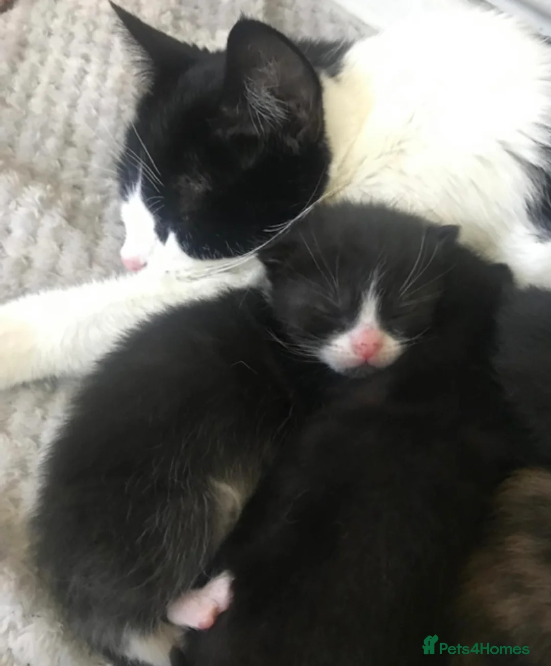 British Shorthair cats for sale: Adorable kittens girls and boys available  - Advert 2