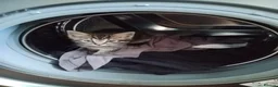 Mixed Breed cats for sale: Two kittens looking for new home  in Great Yarmouth - Advert 3