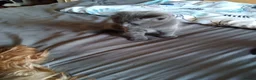 Mixed Breed cats for sale: Four male kittens - Advert 12