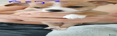 Chihuahua 1