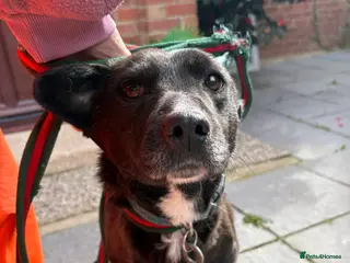 Mixed Breed dogs Penfold - Norwich Norfolk - Advert 1