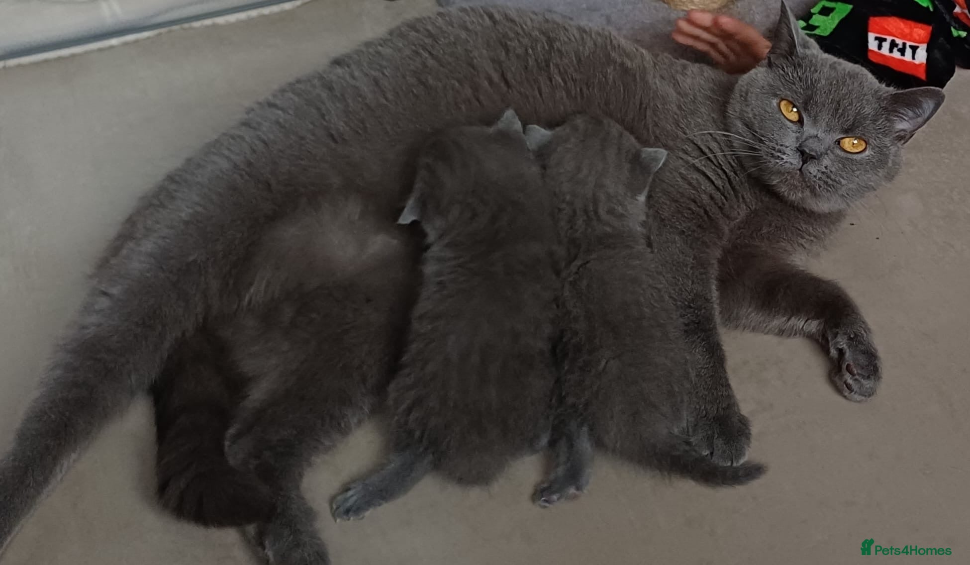 British Shorthair cats READY NOW British Shorthair Kitten - Advert 1