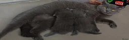 British Shorthair cats for sale: READY NOW British Shorthair Kitten - Advert 1