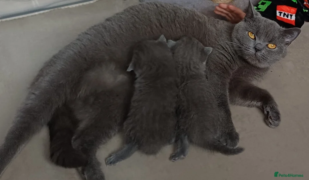 British Shorthair cats for sale: READY NOW British Shorthair Kitten - Advert 1