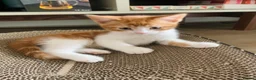 Mixed Breed cats for sale: Meet the Purr-fect Trio: Kurilian Bobtail Mixes - Advert 20