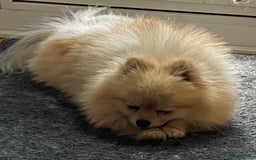 Pomeranian dogs for stud: FOR STUD-Beautiful KC Reg Cream/Wolf Sable in Burry Port - Image 9