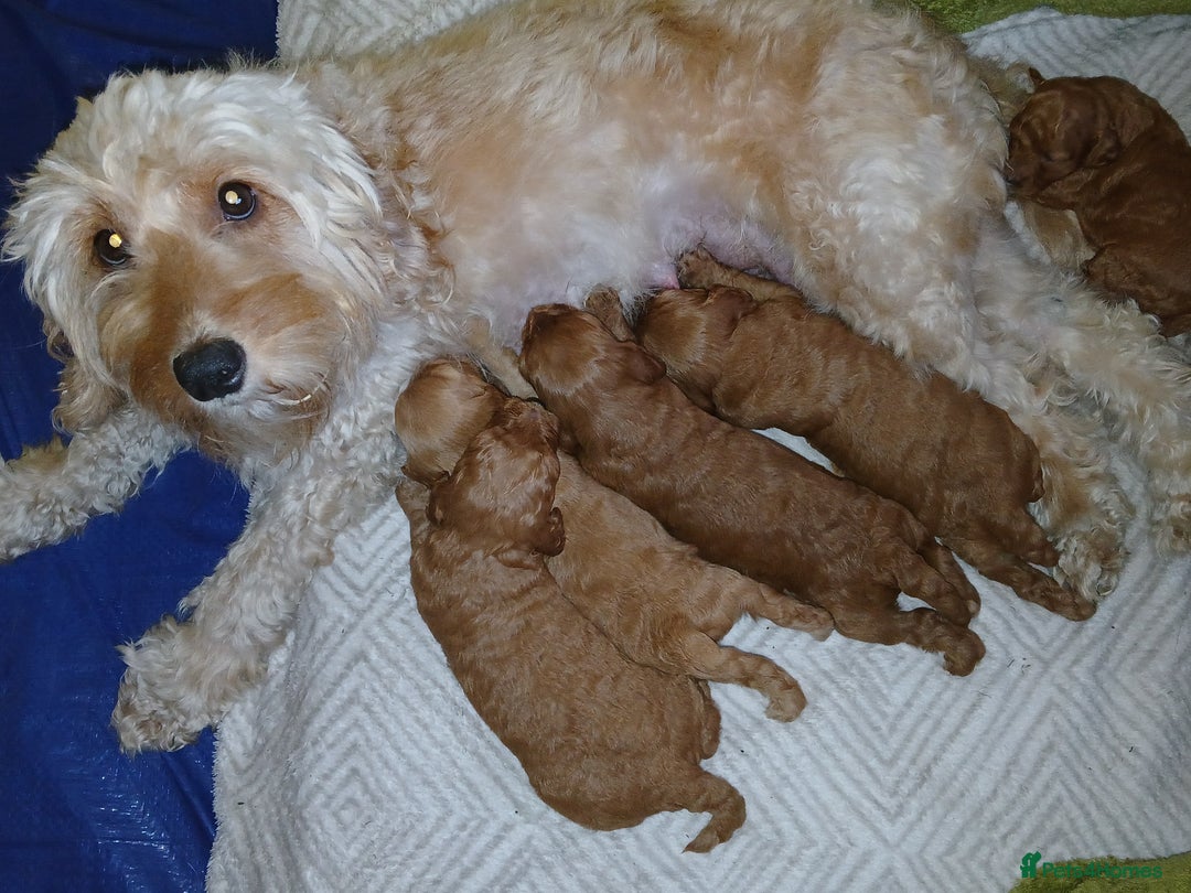 Cockapoo dogs for sale: Gorgeous F1b cockapoo puppies  - Advert 12