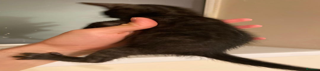 Panther 1