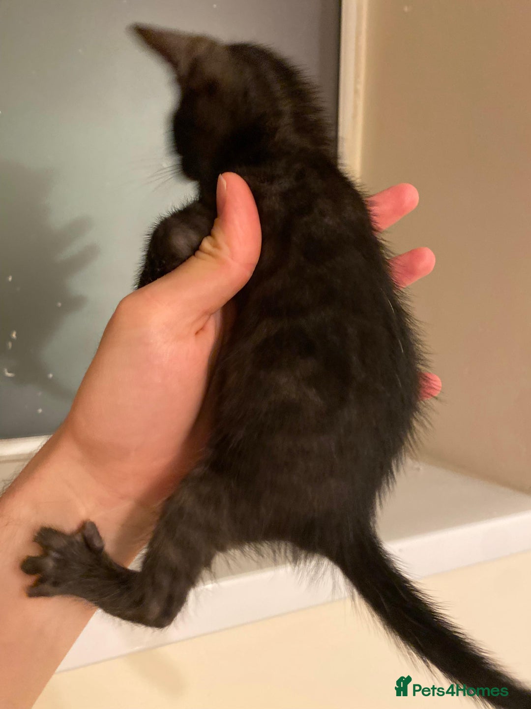 Bengal cats for sale: 🔥✨ Pedigree TICA-Registered Bengal Kittens - Image 39