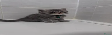 British Shorthair Kitten 4
