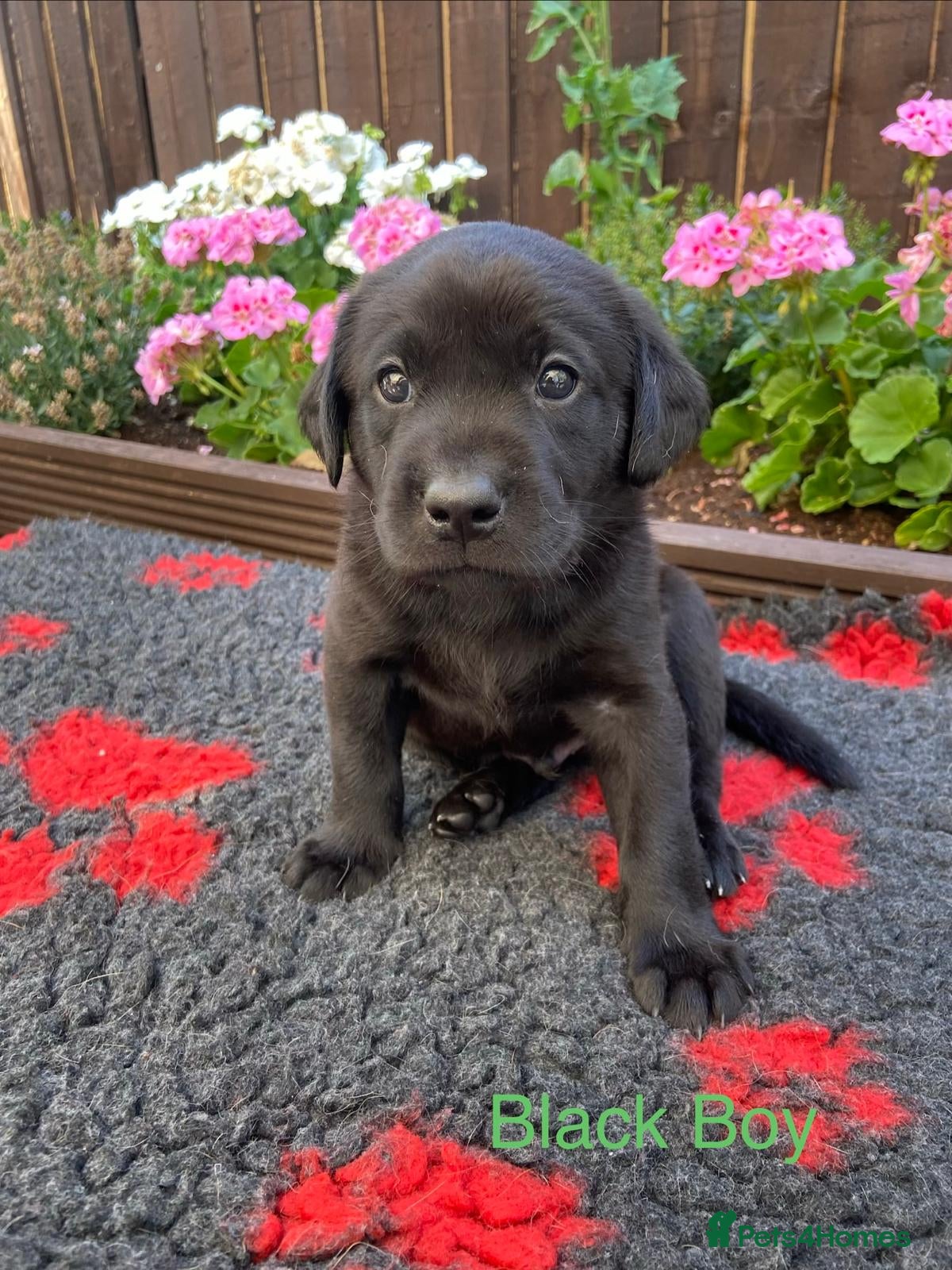 Labrador Retriever dogs FTCh Gunnerspeg Gambler × Greenbriar Tanzanite - Advert 2