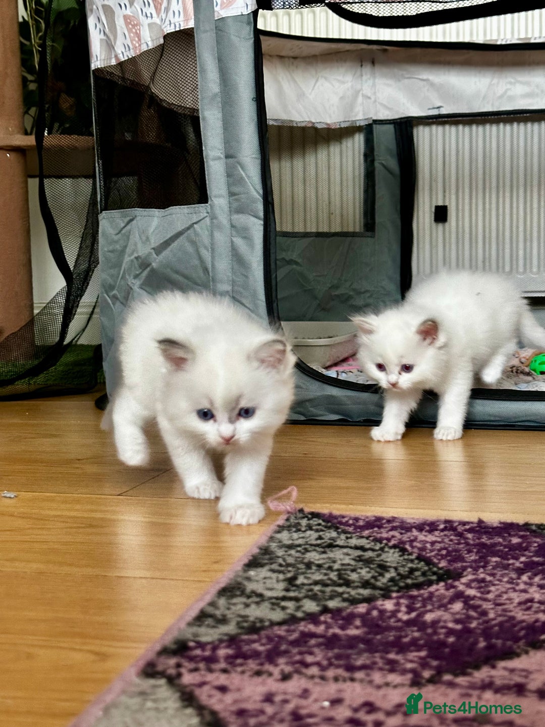 Ragdoll cats for sale: Gorgeous Litter of ragdolls ready 10/10/25 - Image 10