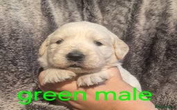 Golden Retriever dogs for sale: 7 Gorgeous golden retrievers puppies - Image 5