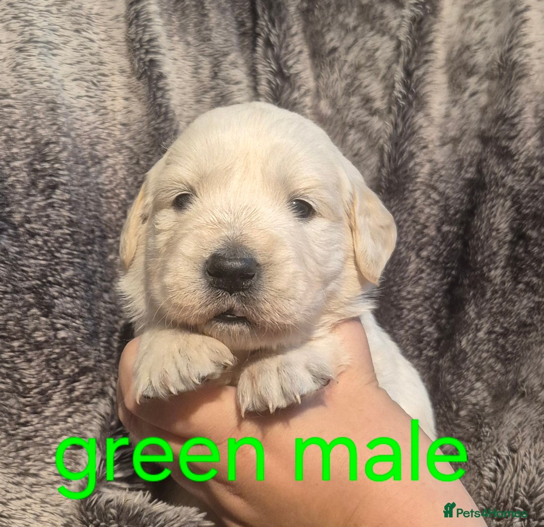 Golden Retriever dogs for sale: 7 Gorgeous golden retrievers puppies - Image 5