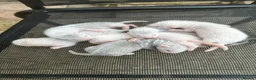 Ferret rodents for sale: Stunning baby ferrets for sale  - Advert 3
