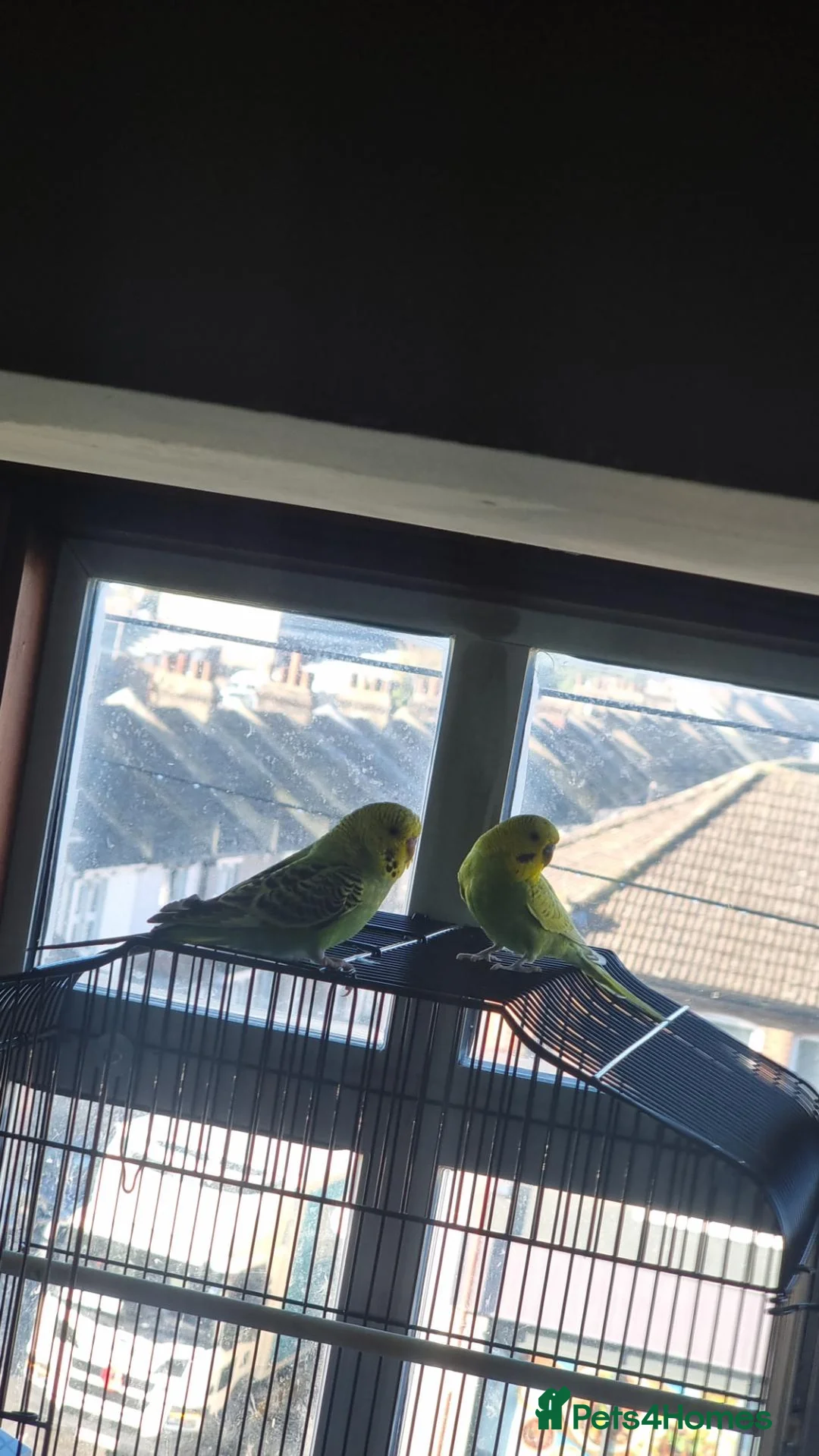 Budgerigars birds for sale: budgies  in Rochester - Advert 1