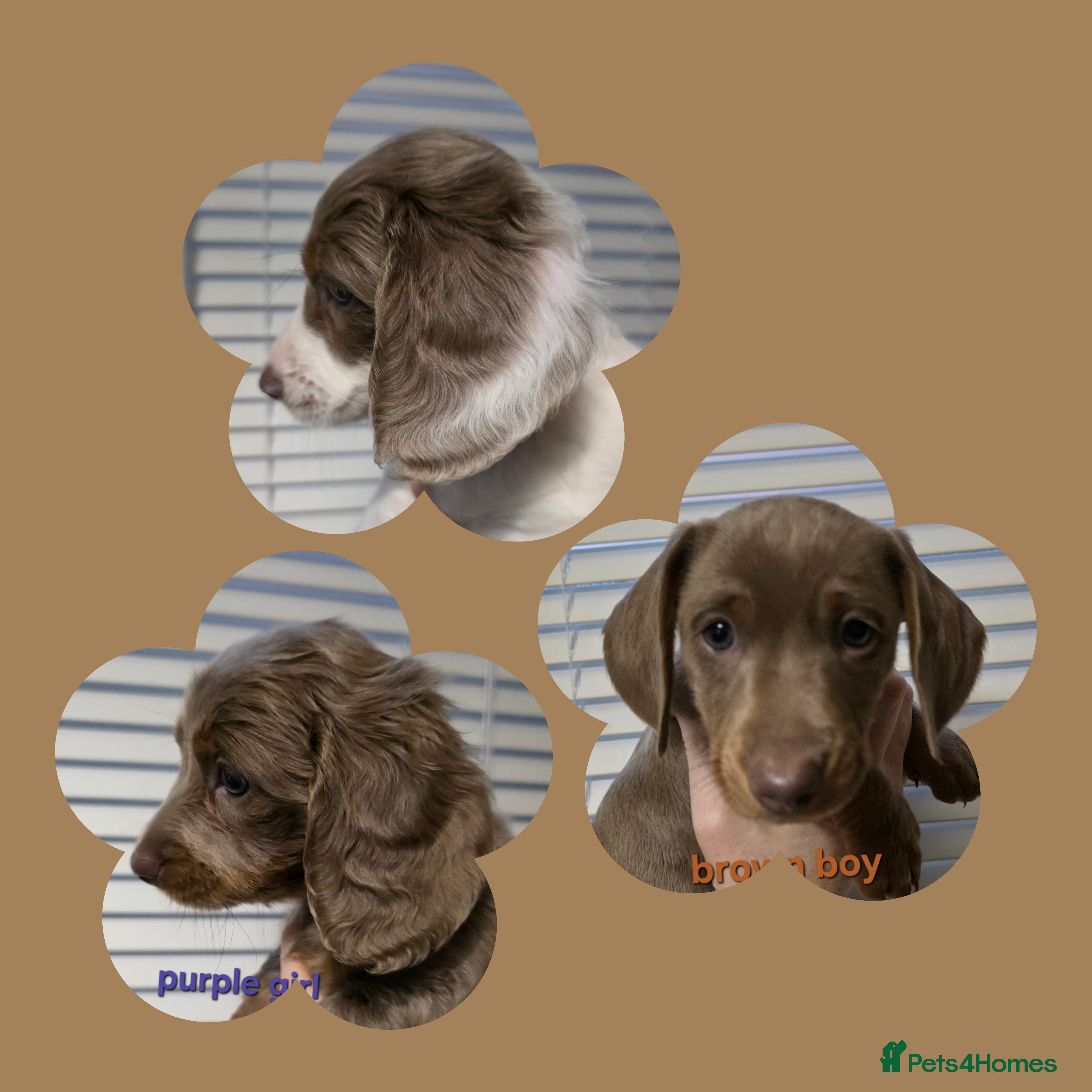 Miniature Dachshund dogs Isabella tan piebald long hair miniature dachshund - Advert 4