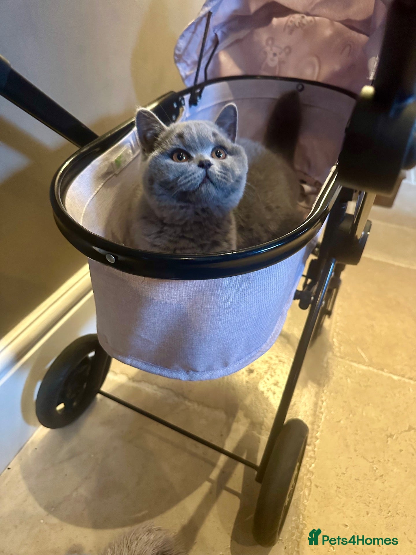 British Shorthair cats Two Remaining!  - Advert 1