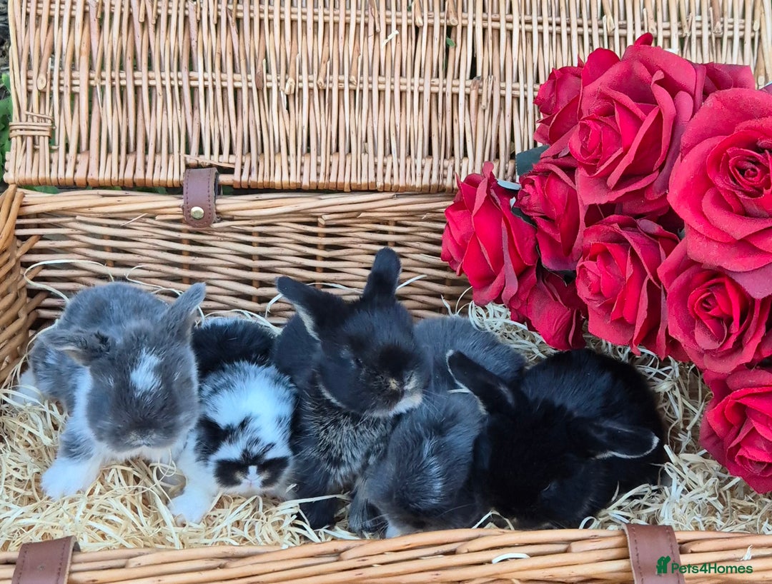 Mini Lop rabbits for sale: Baby mini lop rabbits for sale - Image 6