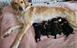 Goldendoodle dogs for sale: Gorgeous Healthy Goldendoodle Puppies - Image 7