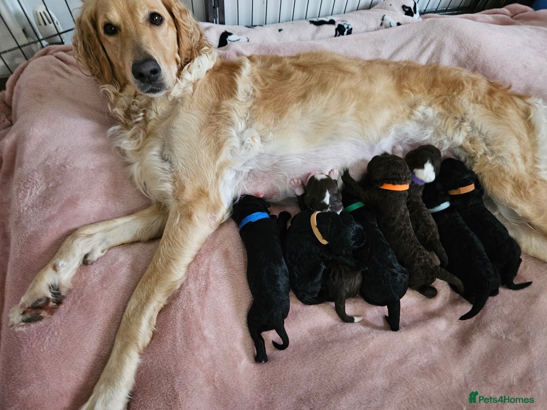 Goldendoodle dogs for sale: Gorgeous Healthy Goldendoodle Puppies - Image 7