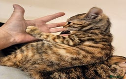 Bengal cats for sale: Bedazzled Early Generation Bengal kittens  - Image 16