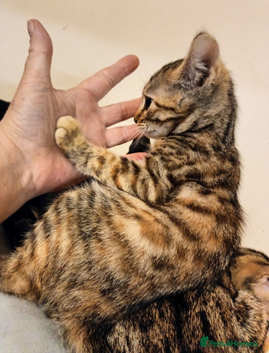 Bengal cats for sale: Bedazzled Early Generation Bengal kittens  - Image 16