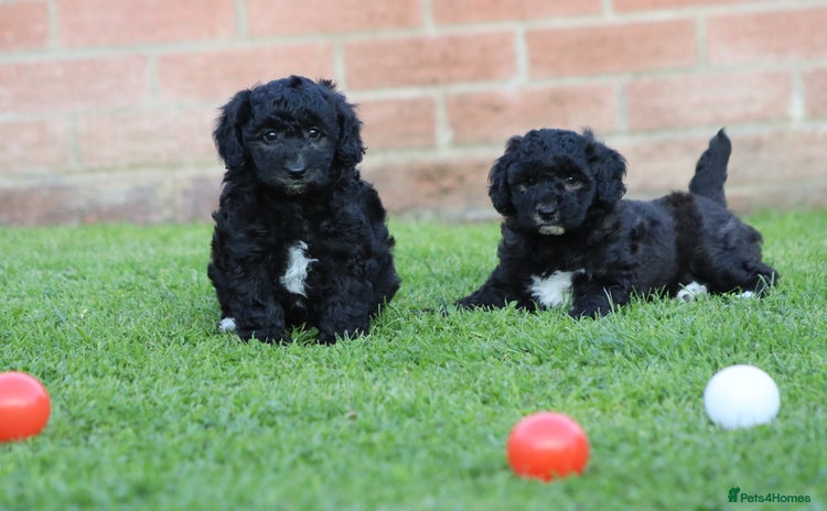 Cavapoochon dogs - Advert 1