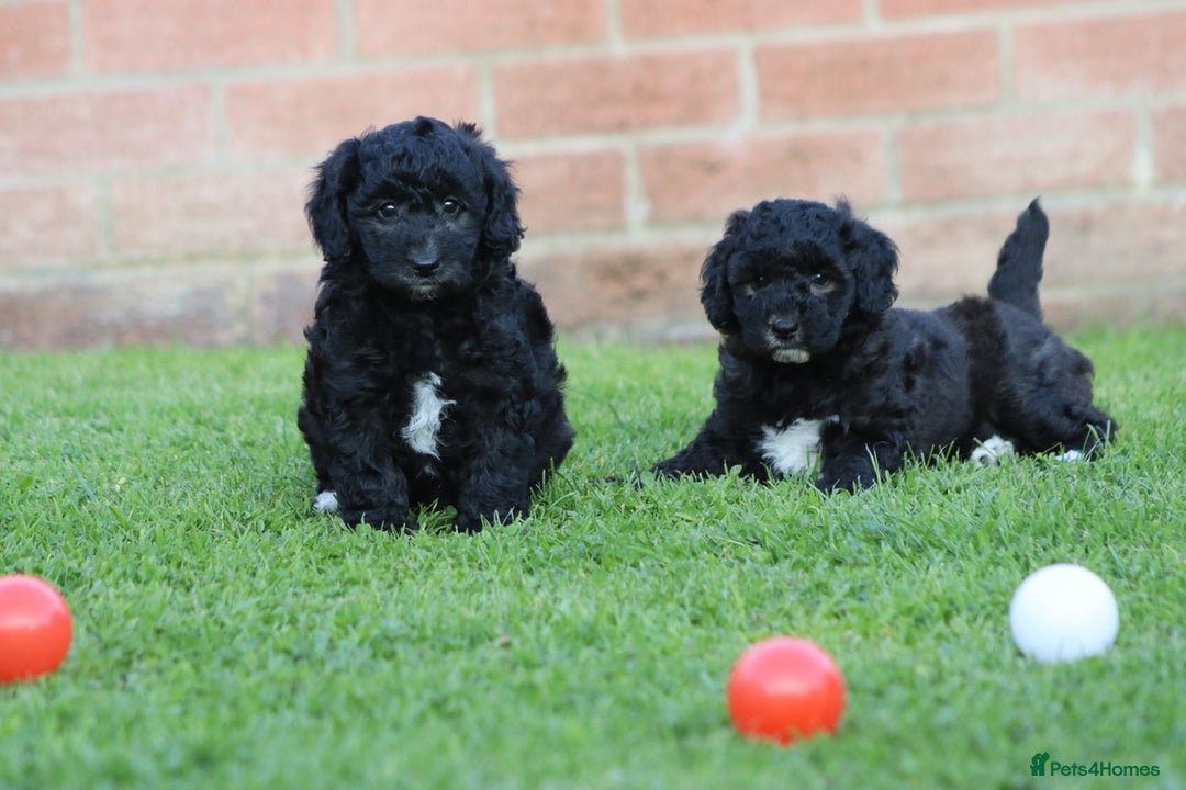 Cavapoochon dogs for sale: Cavapoochon puppies for sale - Image 11