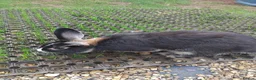 Dutch rabbits for sale: Dutch  - Advert 5
