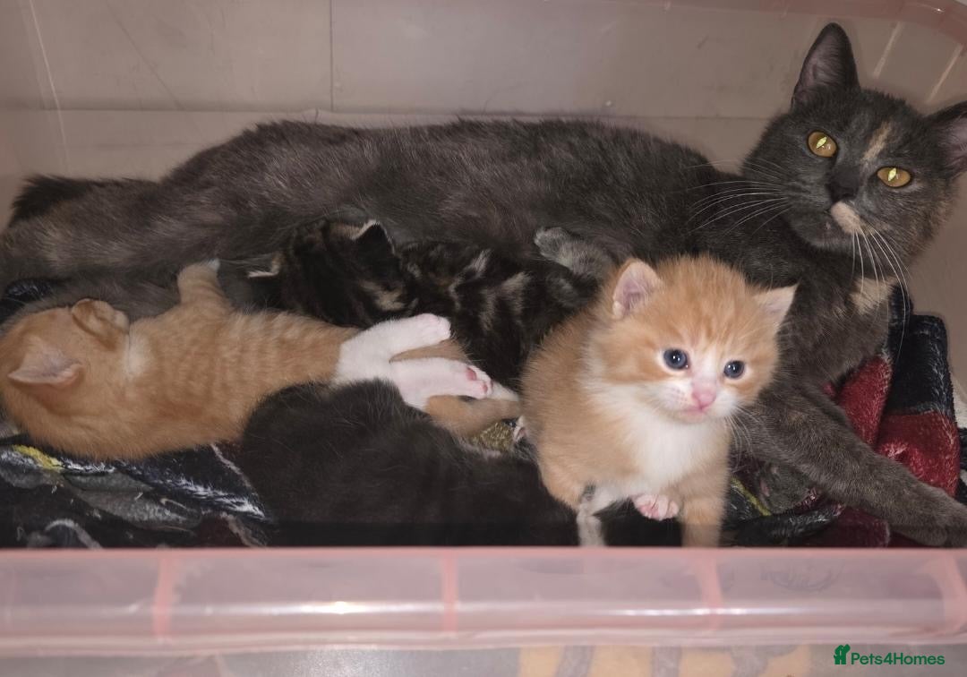 Mixed Breed cats Mixed kittens for sale  - Advert 2