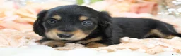 Miniature Dachshund dogs for sale: KC Longhair Miniature Dachshund Puppies - Advert 28