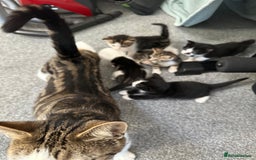 British Shorthair cats for sale: mixed tabby, black and white kittens  - Image 17