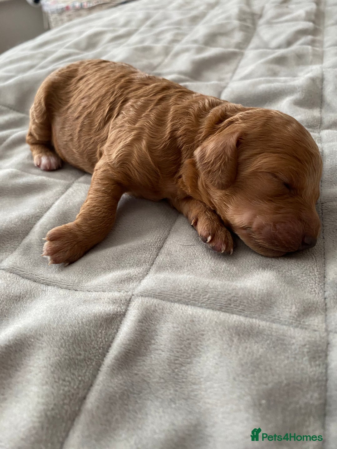 Cockapoo dogs for sale: F1b cockapoo video call viewings available  - Advert 14