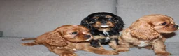 Cavalier King Charles Spaniel dogs for sale: Gorgeous Cavalier King Charles Spaniel puppies - Advert 6