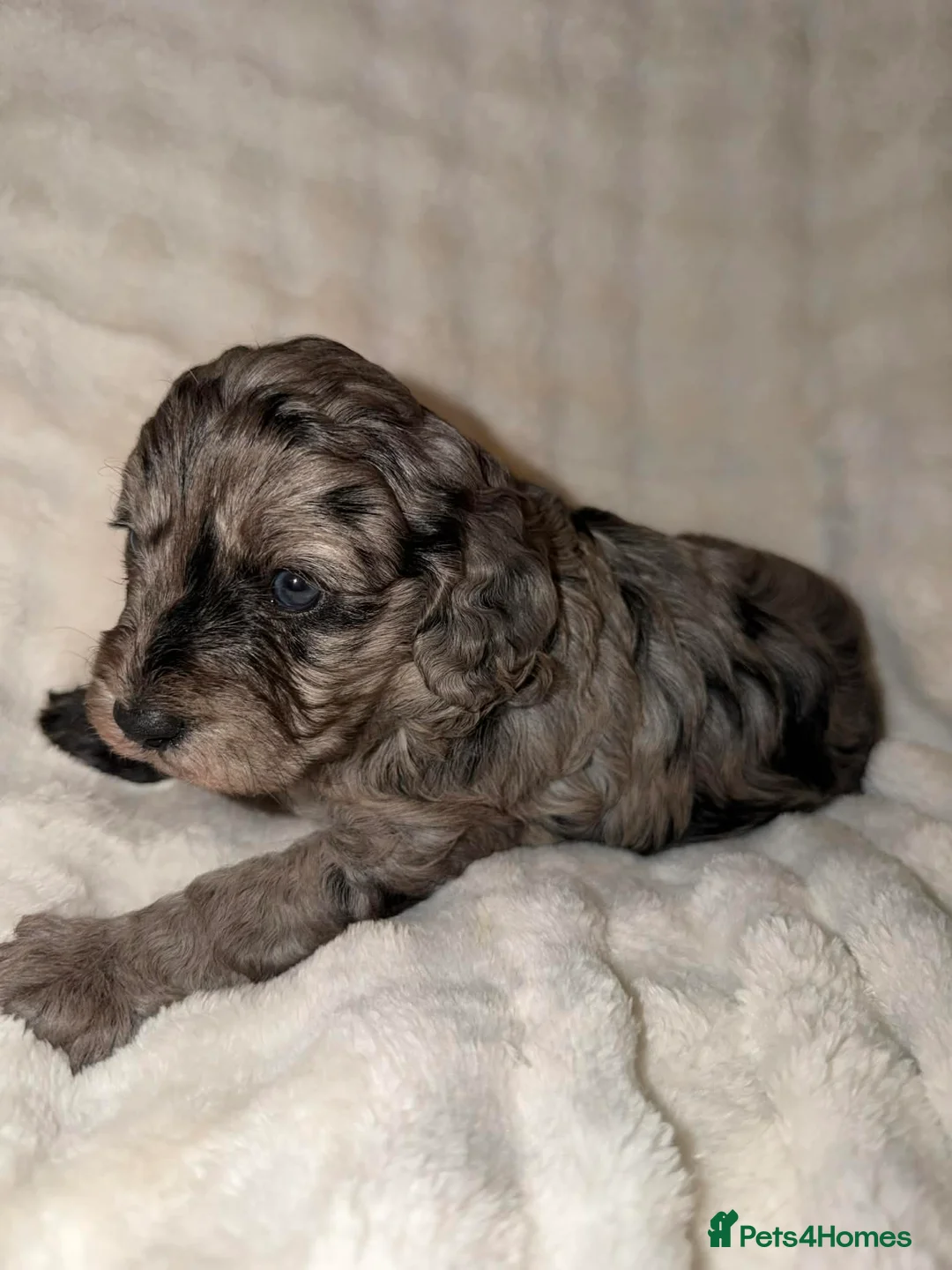 Cavapoo dogs for sale: Beautiful F1 Cavapoo rare merle puppies - Advert 10