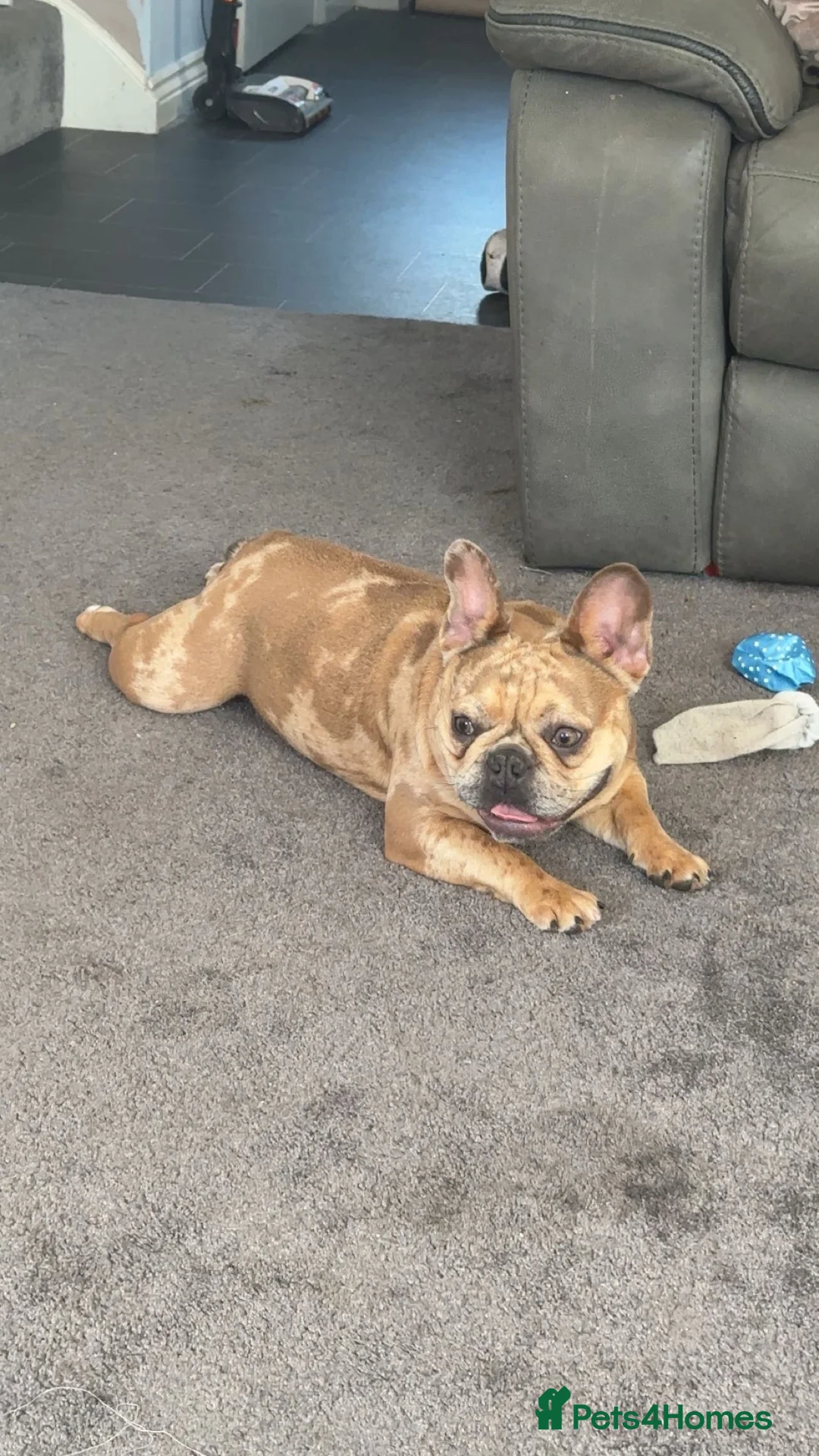French Bulldog dogs for sale: merle french bulldog  in Andover - Advert 2