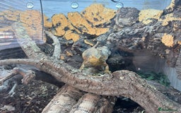 Bearded Dragon reptiles for sale: Bearded Dragon for Sale  - Image 2