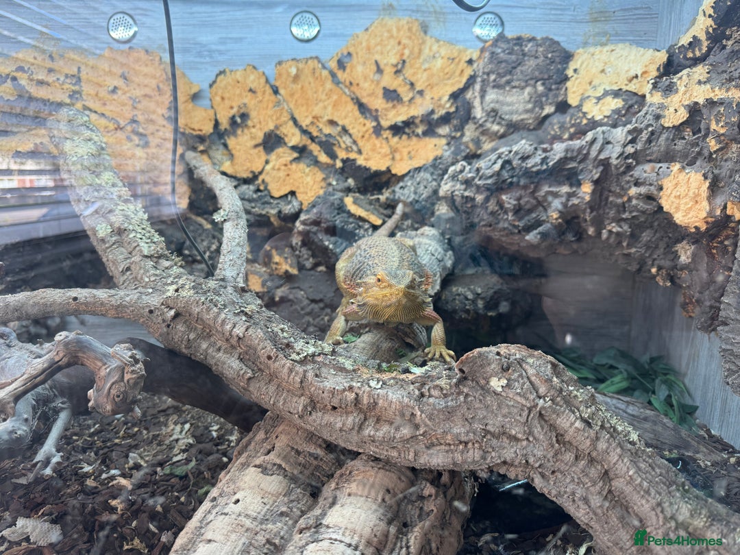 Bearded Dragon reptiles for sale: Bearded Dragon for Sale  - Image 2