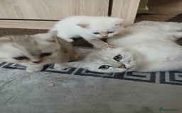 British Shorthair cats for sale: British shorthair - Image 13