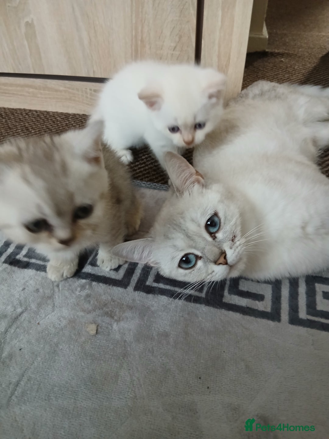 British Shorthair cats for sale: British shorthair - Image 13