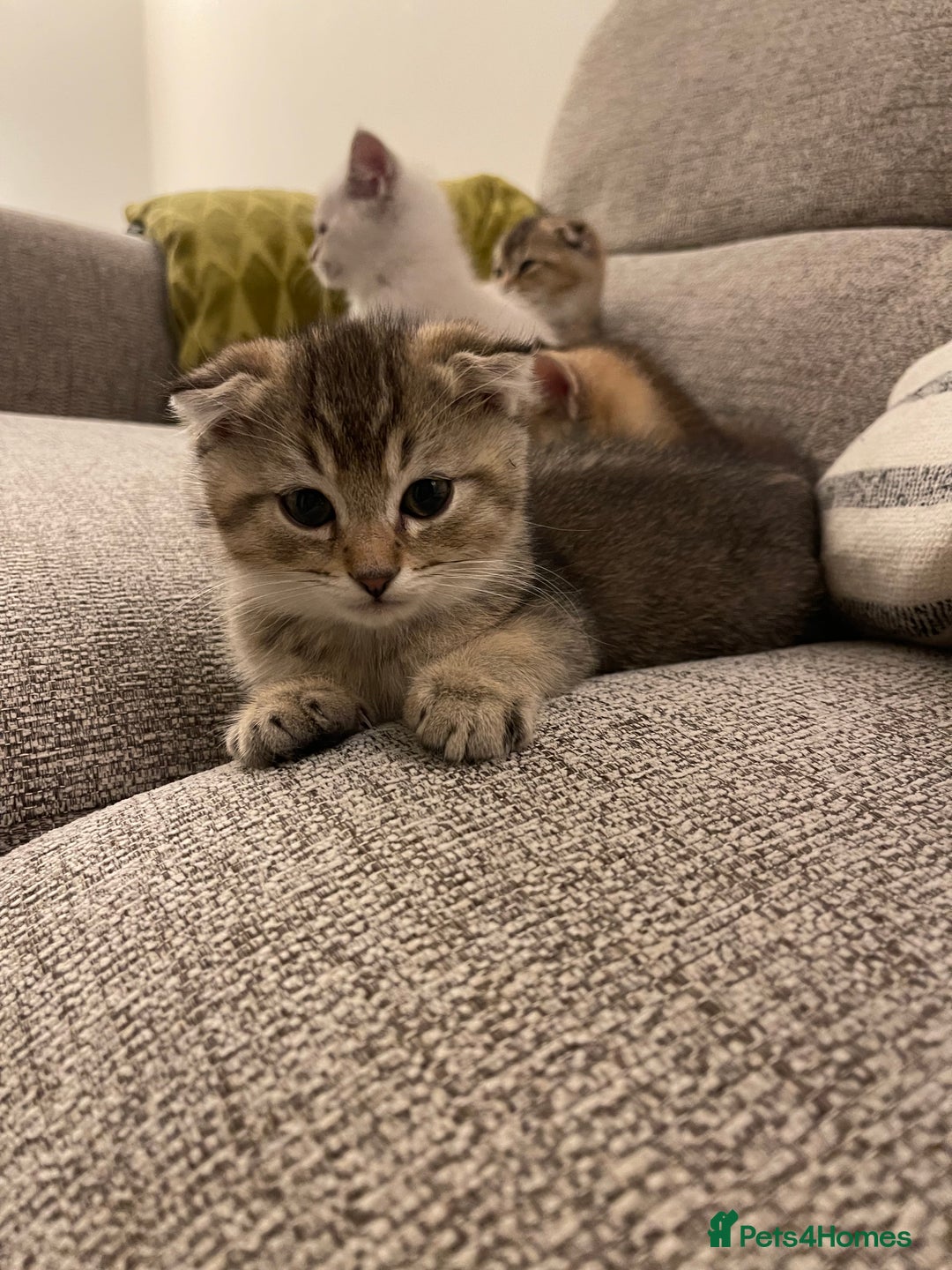 Scottish Fold cats for sale: ✨ STUNNING SCOTTISH FOLD KITTENS ✨ - Advert 1