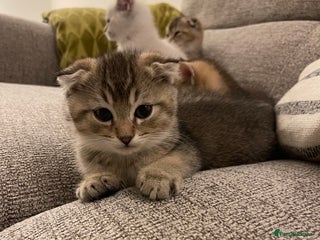 Scottish Fold cats ✨ STUNNING SCOTTISH FOLD KITTENS ✨ - Advert 1