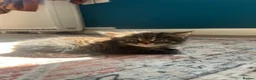 Maine Coon cats for sale: Half Main coon Long haired Tabby - Advert 4