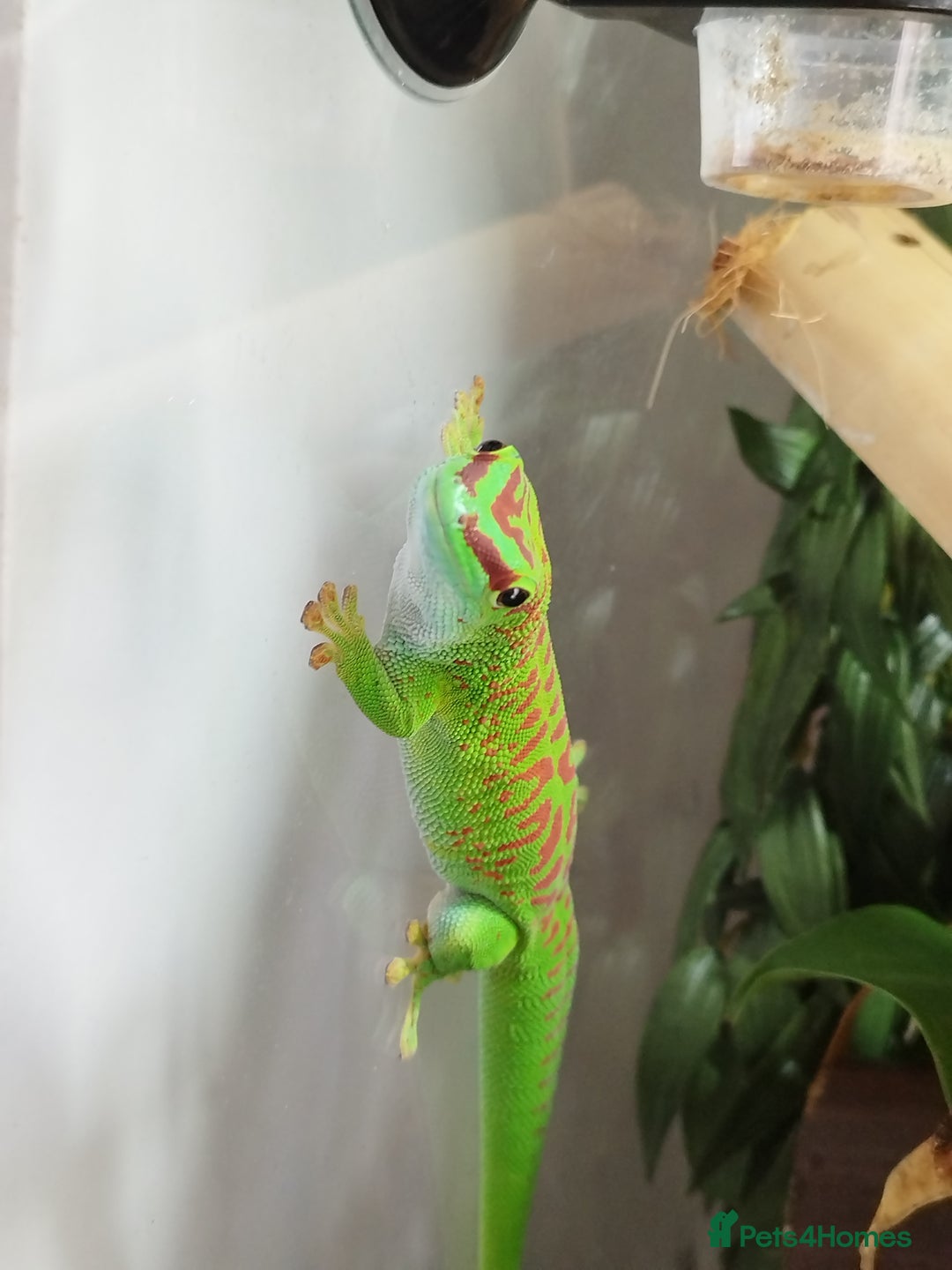 Gecko reptiles for sale: Madagaskar Day gecko, male - Image 2